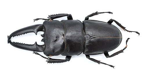 Lucanidae serrognathus - lucanidae,,