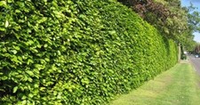 25 Hornbeam Hedging 2-3ft