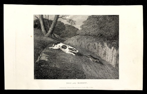 Scarce dog and rabbit - dog, after