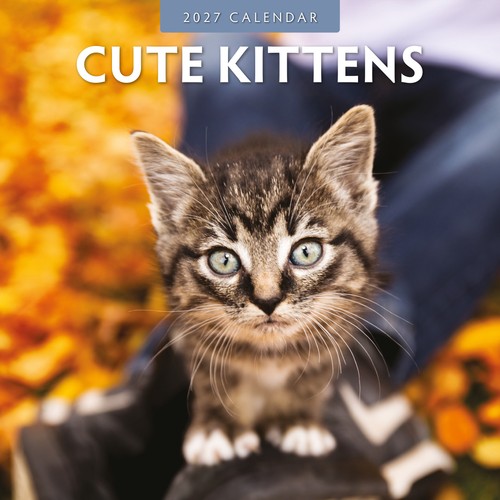 Cute kittens 2027 - cute,