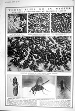 Old 1923 Flies Lefroy Eggs Maggots Chrysalis Fashion Frills Frivoliti 20th