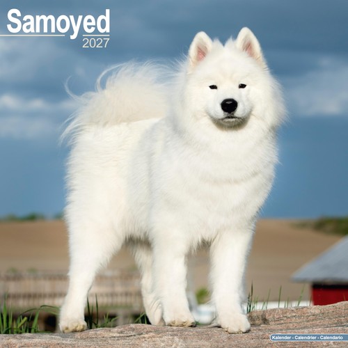 Samoyed 2027 calendar square - samoyed,