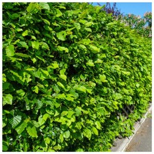 100 Hornbeam 2-3ft Hedging Plants,60-90cm Carpinus Betulus Trees.Winter Cover