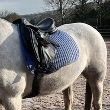 16.5” Saddle Company GP