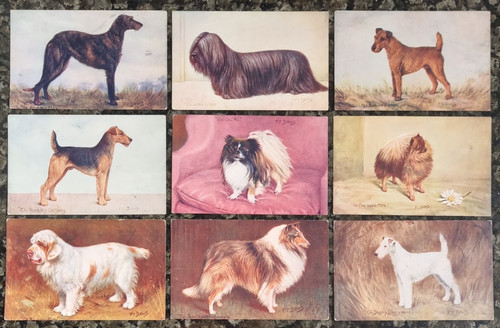 Spratts champion dog - 9,