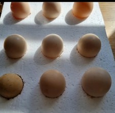 Silkie Eggs Mixed Colours 