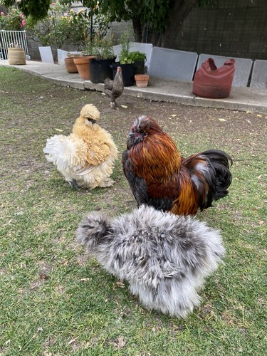 Silkie satin frizzle - silkie,,