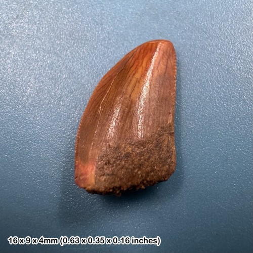 Genuine raptor dinosaur - raptor, tooth