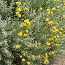 Cotton lavender plug plants