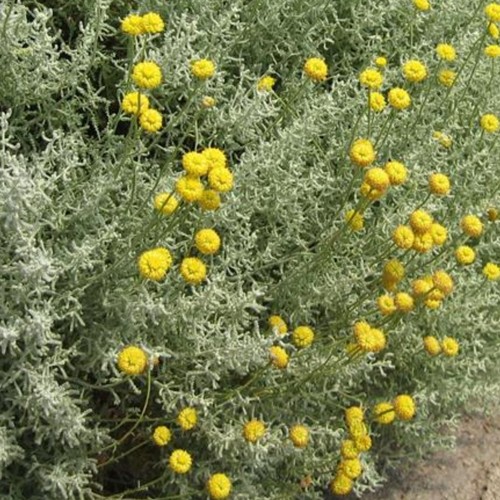 Cotton lavender plug - , plants