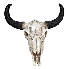 Animal Long Horn Cow Skull