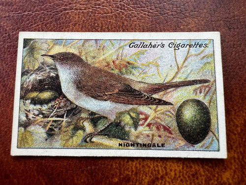 Gallaher birds nests eggs - gallaher,