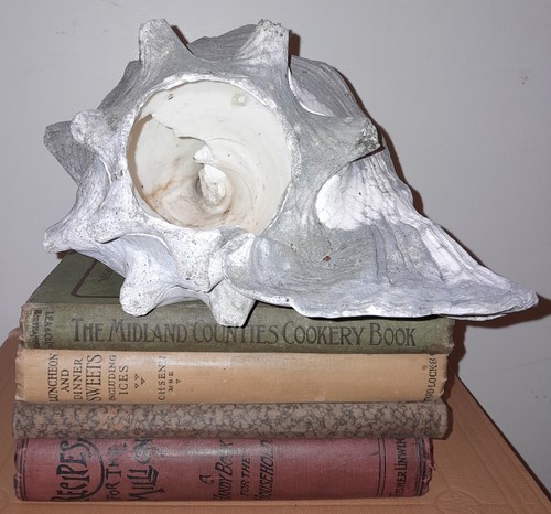 Large vintage seashell - large,