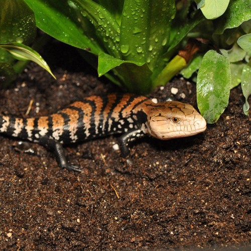 Habistat jungle bio substrate - habistat,