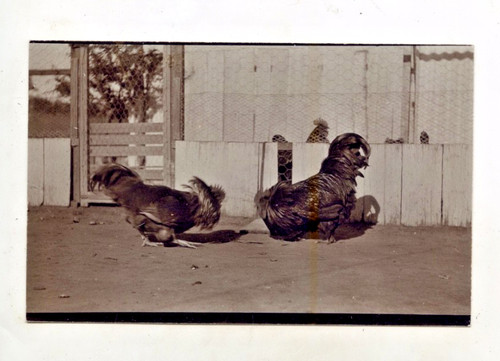 1910 kodak austral rp - austral,
