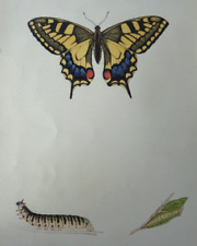 1865 A HISTORY OF BRITISH