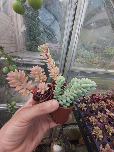Sedum succulents - sedum,