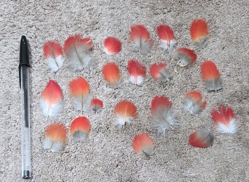 Small red naturally moulted - 20,