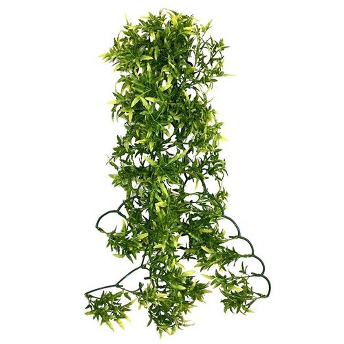 Komodo hanging croton reptile - komodo,