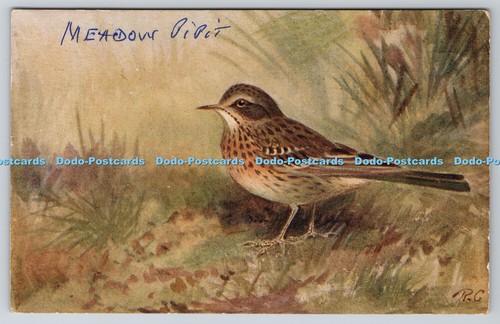 R763052 meadow pipit bird - r763052,