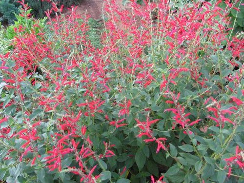 Sage pineapple herb - sage, cerise