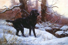 John Trickett Labrador