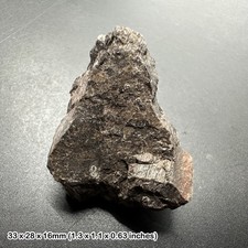 Genuine triceratops dinosaur