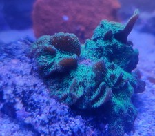 Green Cactus Pavona SPS Coral Frag on a Piece of Rock.