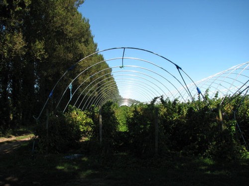 Photo 6x4 blackberries and - photo,