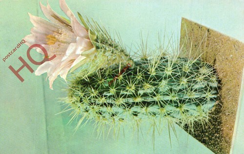 Picture postcard cactus - picture, postcard::cactus
