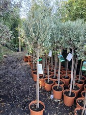 Olive Tree Large Approx 150cm+/-  Tall 10L UK Hardy BIG HEADS