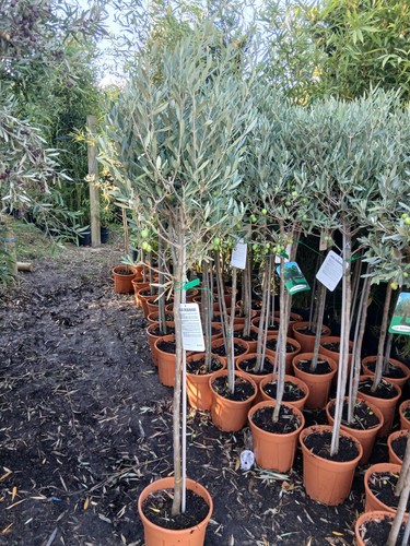 Olive tree large approx - olive,