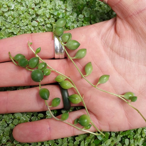 Senecio rowleyanus string - 6,