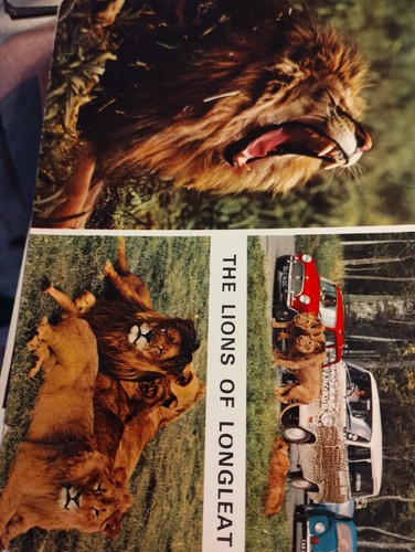 Sk48 the lions - the,