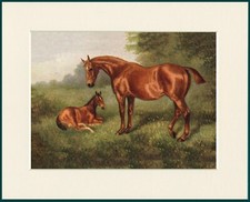 HORSE PRINT BEAUTIFUL HORSE AND FOAL AT REST MOUNTED PRINT READY TO FRAME