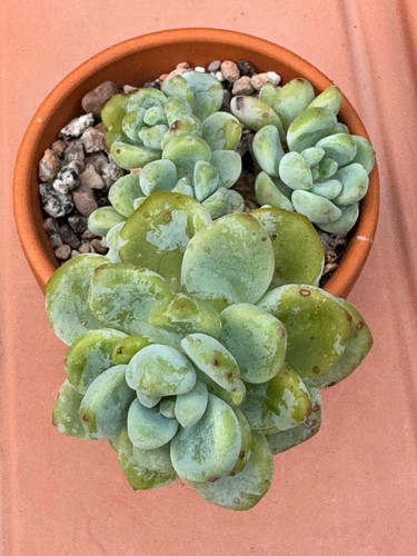 Mixed succulents which include - mixed,