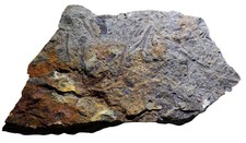 RARE British DEVONIAN Fossil VASCULAR PLANT REMAINS South Wales Palaeobotany