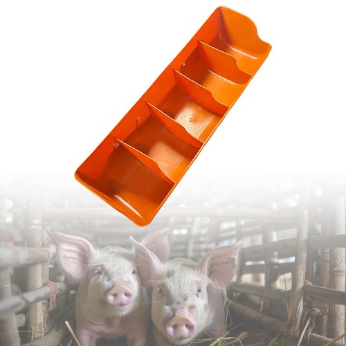 Piglet feeder feeding - feeding, watering