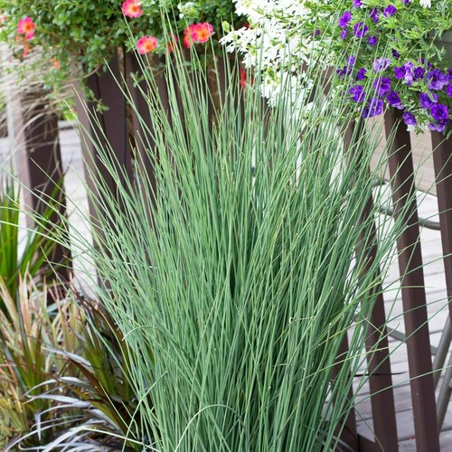 Juncus inflexus pond plant - inflexus,