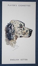 ENGLISH SETTER   Vintage Biegel Head Portrait Card