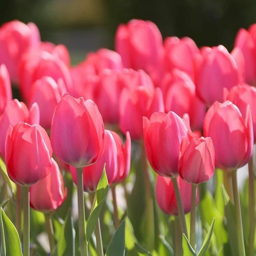 Tulips van eijk - 12,