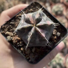 3-4cm Succulent Cactus Plant