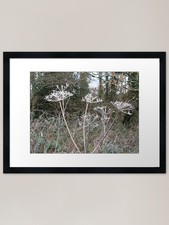 Cow Parsley Skeletons On A