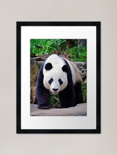 Chinese Wildlife - The Giant