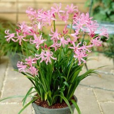 5 Nerine Bowdenii Pink