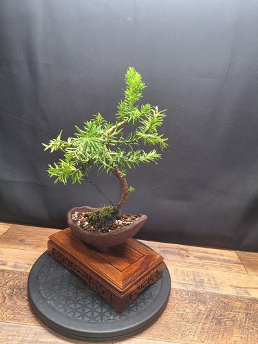 Real english yew bonsai tree