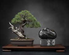 Bonsai viewing rock Old