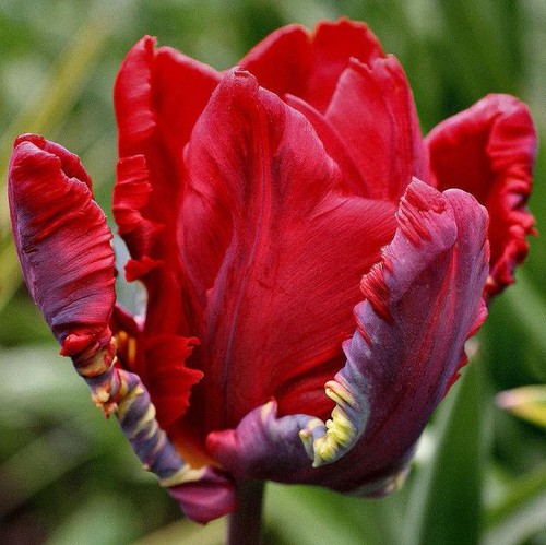 Tulip bulbs parrot rococo - bulbs, 'rococo'