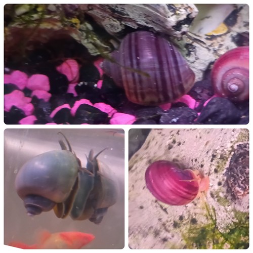 Mystery snails - 3,