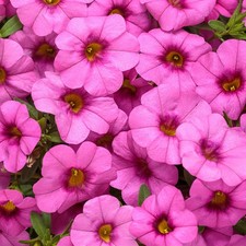 6 Trailing Calibrachoa Pink